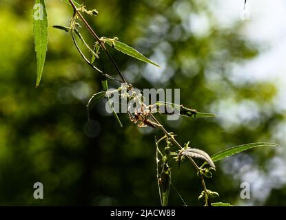 Kalkutta, Westbengalen, Indien. 28.. Mai 2022. Eine männliche zweigestreifte Springer (Telamonia dimidiata) Spinne wird in asiatischen tropischen Regenwäldern gefunden, versteckt sich in Tarnung in den Marihuana- oder Ganja-Blättern, um in Kalkata Beute zu fangen. (Bild: © Soumyabrata Roy/Pacific Press via ZUMA Press Wire) Stockfoto