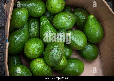 Grüne Avocados in einer Schachtel Stockfoto