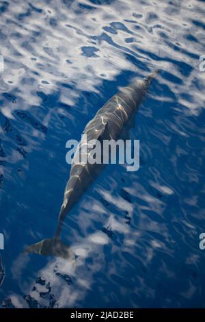 Ein hochakrobatischer Spinner-Delfin, Stenella longirostris, fährt durch die klaren, tropischen Gewässer in der Nähe von Alor, Indonesien. Stockfoto