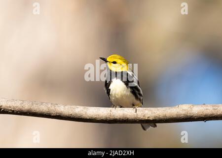 Schwarzkehliger Grünsänger, (Setophaga virens) Stockfoto