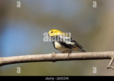 Schwarzkehliger Grünsänger, (Setophaga virens) Stockfoto