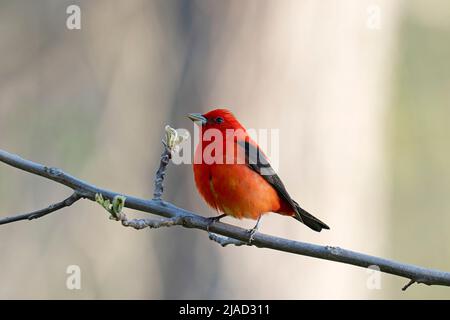 Scarlet Tanager (Piranga Olivacea) Stockfoto