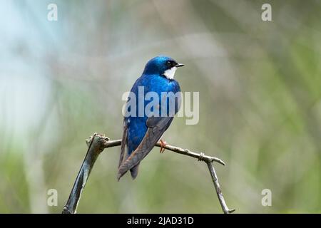 Baum-Schwalbe (Tachycineta bicolor) Stockfoto