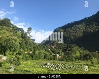 Bienenstöcke auf einem Feld im Tirthan-Tal, im indischen Himalaya, in Himachal Pradesh, Indien Stockfoto
