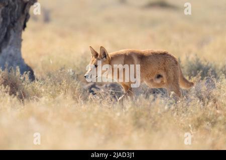 Wild Dingo (Canis lupus Dingo), die Beute jagen, Australien Stockfoto