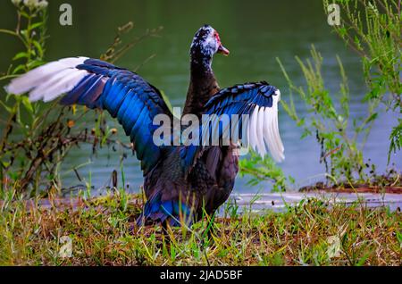 Eine Moskauer Ente (Cairina moschata) schlägt ihre Flügel am Ufer des West Fowl River, 21. September 2013, in CODEN, Alabama. Stockfoto