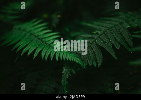Nahaufnahme von Farnen, die im Lorbeerwald wachsen, Anaga Rural Park, Teneriffa, Kanarische Inseln, Spanien Stockfoto