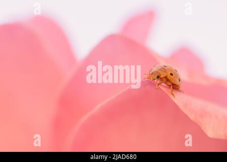 Orangefarbene Marienkäfer zu Fuß zwischen den zarten und weichen rosa Blütenblätter einer Rose Stockfoto