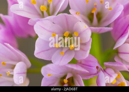 Detail von kleinen Bärlauch-Lauch-Blüten (Allium) mit sanften Farben und gelben Staubgefäßen Stockfoto