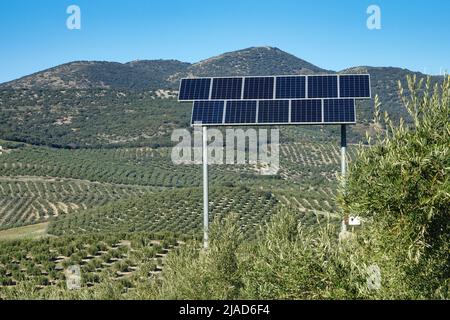 Sonnenkollektoren zwischen Olivenbäumen in der andalusischen Agrarlandschaft Stockfoto