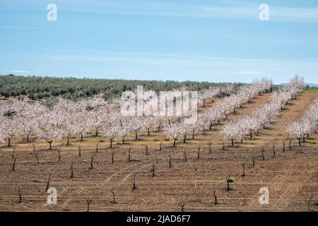 Feld von weißen blühenden Mandelbäumen zwischen Olivenplantagen und Getreide in Andalusien (Spanien) Stockfoto