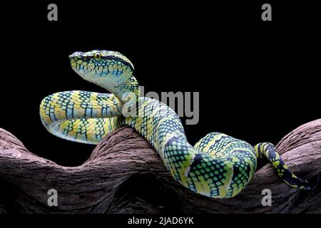 Wagler's Pit Viper Snake auf einem Zweig, Indonesien Stockfoto