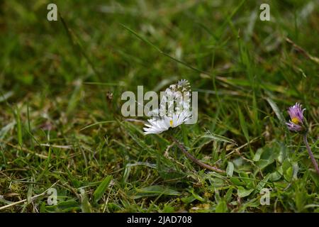 Orange-Tip Schmetterling Anthocharis cardamines Stockfoto