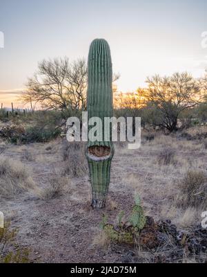 Beschädigter Saguaro-Kaktus in der Sonoran-Wüste Stockfoto