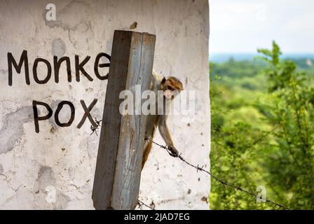 Affe ist gegen alte Steinmauer mit gemaltem Wort monkeypox in Sperrgebiet. Affenpocken-Virus, gefährliche Krankheit breitet sich in der Welt. Konzept von Smal Stockfoto