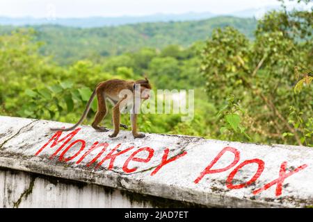 Affen laufen auf alten Steinmauern mit gemalten Wort monkeypox im Regenwald. Affenpocken, gefährliche Krankheit breitet sich in der Welt. Konzept der Pocken, wildlif Stockfoto