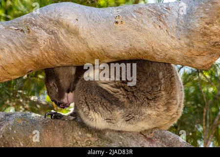 Männlicher Koala, der zwischen zwei Zweigen in einem Eukalyptusbaum schläft, Western Australia, Australien Stockfoto