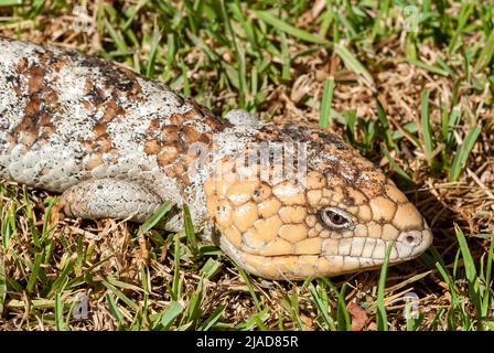 Nahaufnahme eines gewöhnlichen Blauzungenskinks (Tiliqua scincoides) auf Gras, Australien Stockfoto