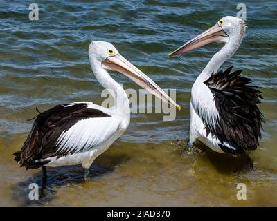 Zwei australische Pelikane (Pelecanus auffallillatus) stehen in den Untiefen an einem australischen Strand, Australien Stockfoto