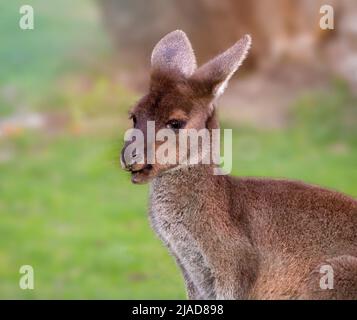 Porträt eines Western Grey Kangaroo (Macropus fuliginosus), Western Australia, Australien Stockfoto