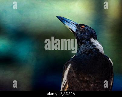 Nahaufnahme einer australischen Elster (Gymnorhina tibicen), Australien Stockfoto