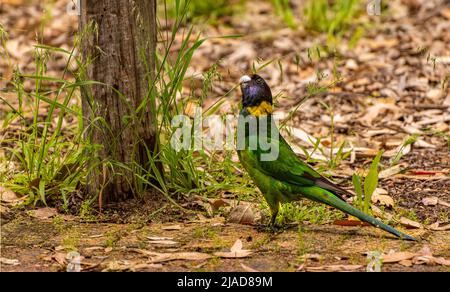 Australischer Ringhalspapagei (Barnardius zonarius semitorquatus), der unter einem Baum steht, Western Australia, Australien Stockfoto