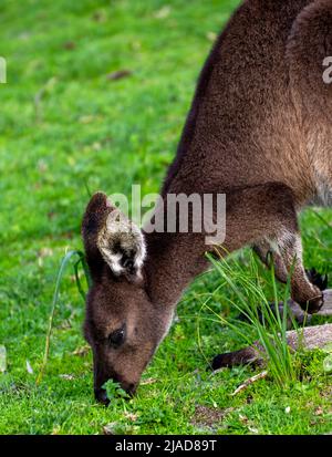 Nahaufnahme eines westlichen Grauen Kängurus (Macropus fuliginosus), der Gras frisst, Western Australia, Australien Stockfoto