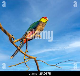 Red-capped Papagei (Purpureicephalus spurius) auf einem Zweig, Western Australia, Australien Stockfoto
