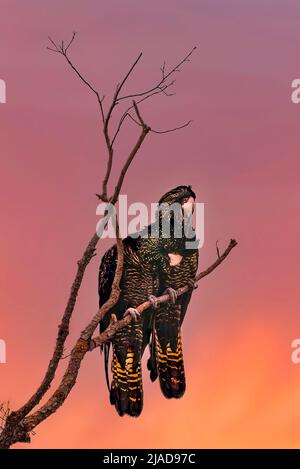 Zwei schwarze Kakadus mit roten Schwanzmuscheln, die bei Sonnenuntergang in Australien nebeneinander auf einem Ast sitzen Stockfoto