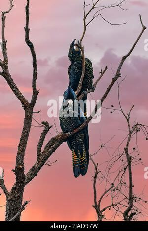 Zwei schwarze Kakadus mit roten Schwänzen auf einem Zweig bei Sonnenuntergang, Australien Stockfoto