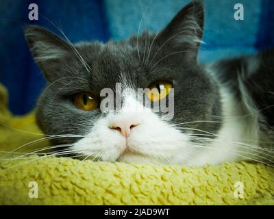 Nahaufnahme Porträt einer britischen zweifarbigen schottischen Falte Katze, die sich umsieht. Schöner Katzenlook Stockfoto