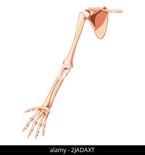 Oberer Extremitätenarm mit Schultergürtel Skelett menschliche Vorderansicht. Satz anatomisch korrekter, realistischer, flacher natürlicher Farbkonzept Vektordarstellung der Anatomie auf weißem Hintergrund Stock Vektor