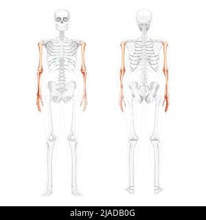 Skelett Arme Mensch Vorderansicht hinten mit teilweise transparenter Knochenposition. Set von 3D Händen, Unterarme realistische flache natürliche Farbkonzept Vektor-Illustration der Anatomie isoliert auf weißem Hintergrund Stock Vektor