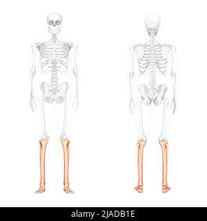 Skelett Bein Schienbein, Fibel, Fuß, Knöchel menschliche Vorderansicht mit teilweise transparenter Knochenposition. 3D Anatomisch korrektes realistisches flaches Konzept Vektordarstellung isoliert auf weißem Hintergrund Stock Vektor