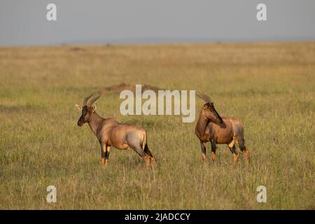 Männliche Topis, Serengeti-Nationalpark Stockfoto