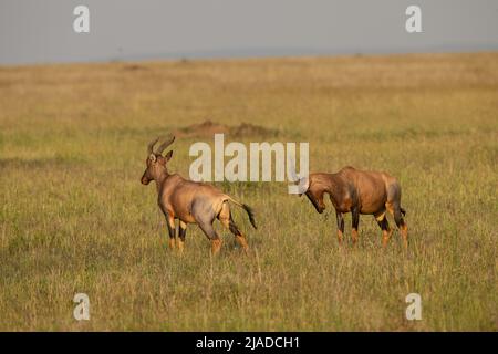 Männliche Topis, Serengeti-Nationalpark Stockfoto