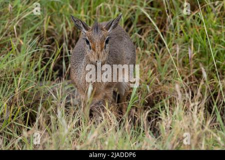 DIK dik, Serengeti-Nationalpark Stockfoto