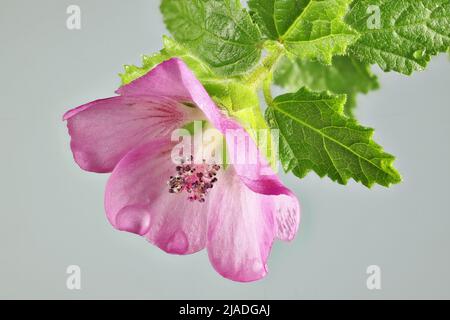 Isolierter Stamm aus Papierblüten (Thomasia Petalokalyx) und Laub. Australische Pflanze. Stockfoto