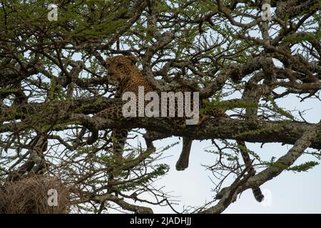 Leopard in Acacia Tree, Tansania Stockfoto