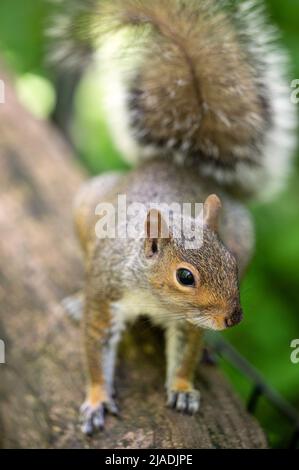 Eastern Grey Squirrel in den North Woods des Central Park, New York City Stockfoto