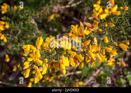 Nahaufnahme abstrakter Texturhintergrund mit attraktiven gelben Ginsterblüten in einer schottischen Landschaft Stockfoto