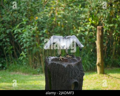 Geier in einem Park, auf Holzbalken sitzend, öffnen seinen Flügel Stockfoto