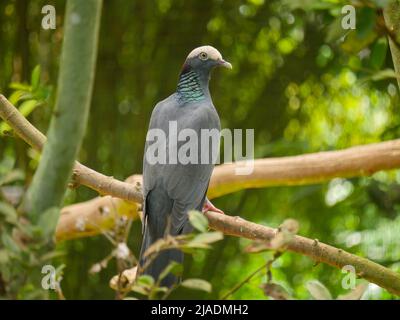 Die Weißkrontaube (Patagioenas leucocephala) ist eine Frucht- und samenfressende Vogelart, die auf einem Ast eines Baumes sitzt Stockfoto