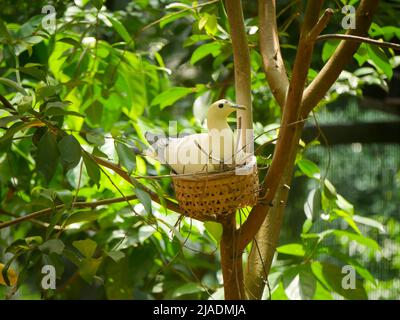 Die weiße Kaisertaube, auch bekannt als die Rattentaube (Ducula bicolor), ist eine relativ große, pied gefärbte Taubenart, die im Nest auf einem Baum sitzt Stockfoto