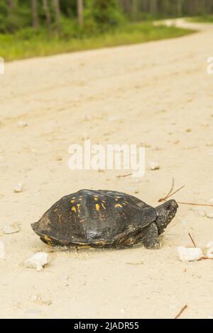 Gulf Coast Box Turtle - Terrapene carolina Major Stockfoto