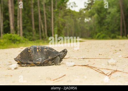 Gulf Coast Box Turtle - Terrapene carolina Major Stockfoto