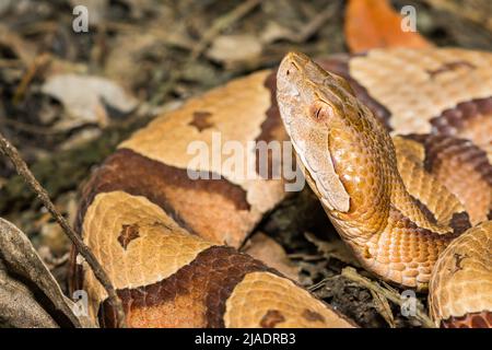 Östliche Kupferkopfschlange - Agkistrodon contortrix Stockfoto