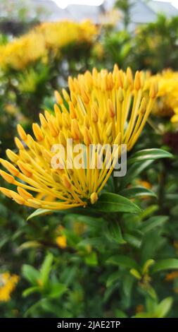 Bekannt als Soka Flower und erhielt den Spitznamen West Indian Jasmine, die sehr gut unter Blumen Zierpflanzen Fans bekannt ist Stockfoto