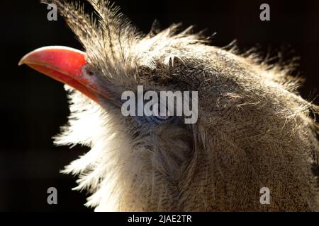 Nahaufnahme des Kopfportraits der rotbeinigen Seriema - Tierportrait der Cariama cristata Stockfoto