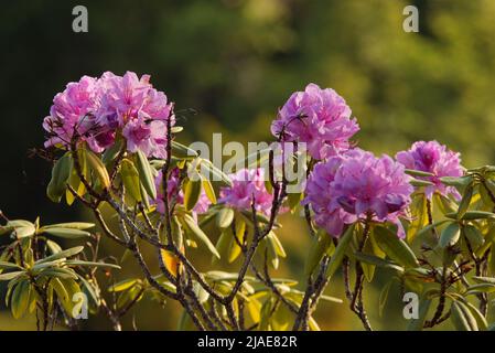 Rhododendron ferrugineum, rubbenfarbene Azaleen blühen in der Blüte. Unscharfer Hintergrund, Bokeh. Stockfoto